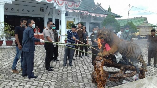 Pembakaran barang bukti harimau yang sudah dioffset, Kamis (9/11).