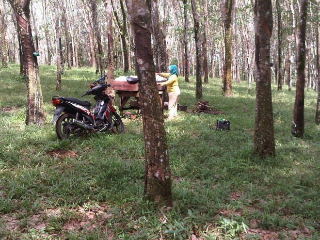 Kebun karet milik warga. 