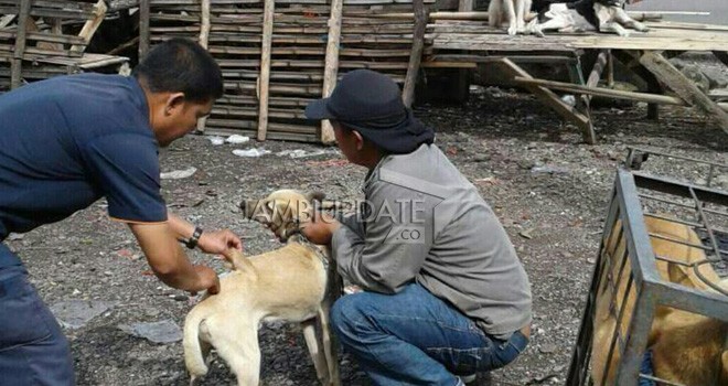 Petugas saat melakukan suntikan rabies terhadap anjing.