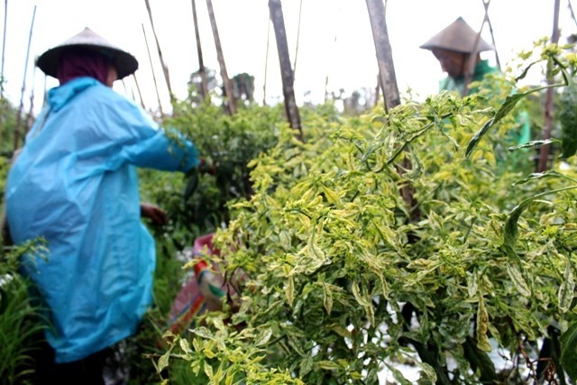 MASIH CUKUP: Para petani di sentra cabai Desa Kebonrejo, Kecamatan Kepung memanen dini tanamannya yang terkena virus kuning. (M FIKRI ZULFIKAR - RadarKediri/JawaPos.com)