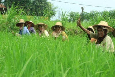 HIJAU: Petani sedang merawat padi di Desa Teja Timur, Kecamatan Kota Pamekasan, Minggu (21/1). (IMAM S. ARIZAL/Radar Madura/JawaPos.com)
