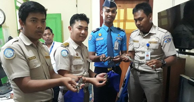 Petugas Gagalkan Penyelundupan 7 Ekor Anak Buaya di Bandara Jambi.