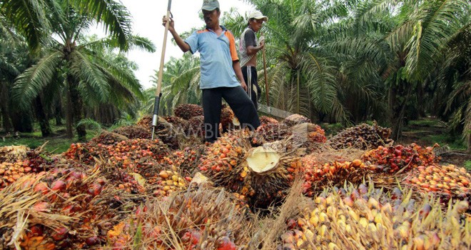 Harga  Tanda Buah Segar (TBS) kembali turun pada pekan ini.   