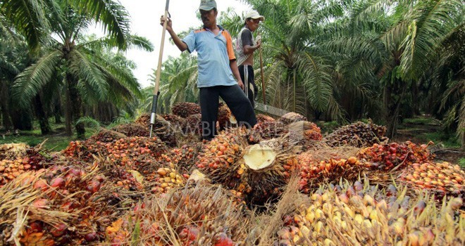 Petani Sawit. 