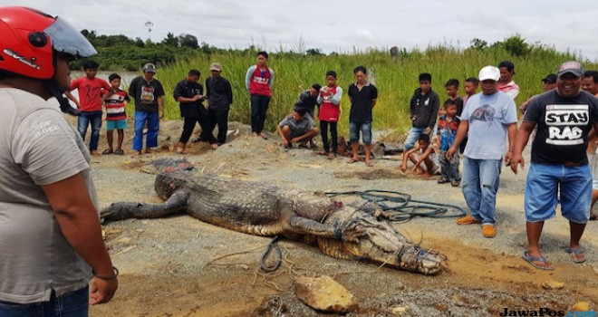 Warga saat menangkap buaya. sejumlah anak-anal dan orang desa saat mengurus buaya itu. (Ist/JawaPos.com)