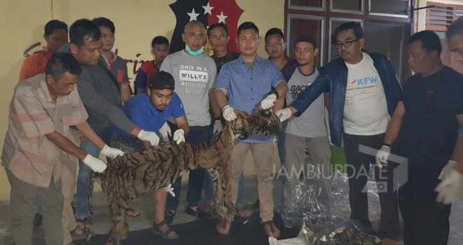 Polres Merangin Tangkap Dua Penjual Kulit Harimau Sumatera.