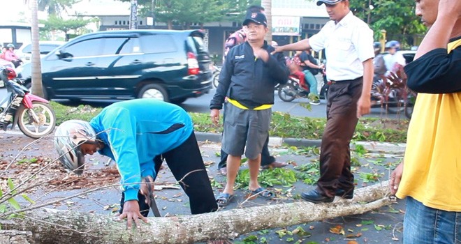 Pohon Tua di Kawasan TPU Singkawang Tumbang ke Tengah Jalan.