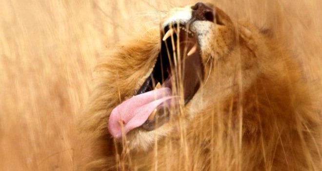 Pihak berwenang India memerintahkan penyelidikan atas kematian 12 singa Asiatic liar. Dilansir dari AFP pada Jumat, (21/9), satu singa betina meninggal setelah memangsa babi beracun. Sementara delapan singa lainnya mati karena infeksi di paru-paru (Reuters)