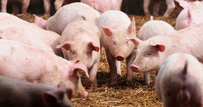 Ilustrasi. Foto : Net