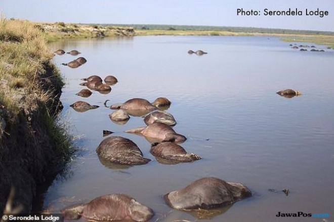Lebih dari 400 ekor kerbau tenggelam di sungai di Bostwana Utara pekan ini. Dilansir dari Dailymail pada Kamis, (8/11) (Serondela Lodge)