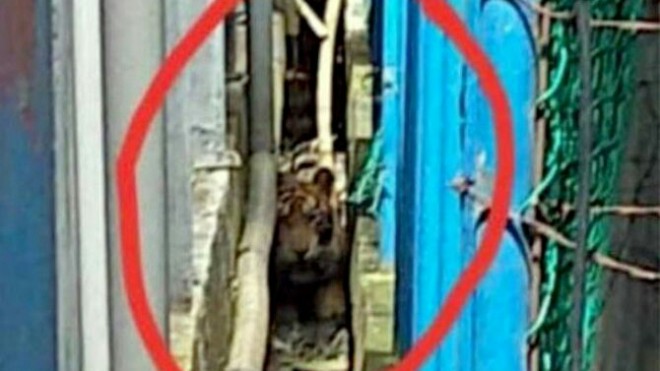 TERJEBAK: Penampakan harimau Sumatera yang terjebak di lorong ruko kawasan pasar Pulau Burung, Kabupaten Inhil, Riau, Kamis (15/11). (Istimewa)