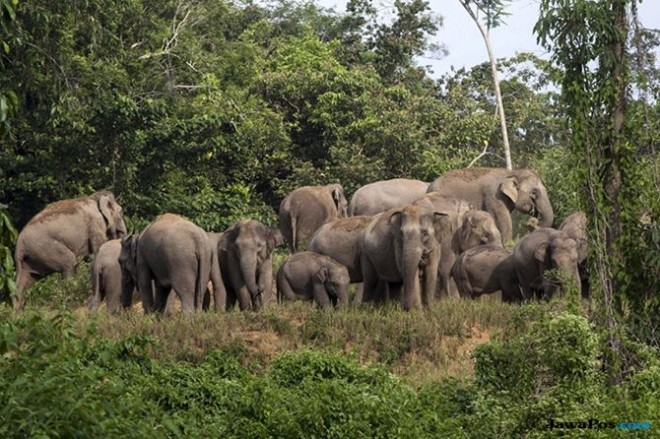 Gajah masuk permukimam membuat warga harus mengungsi. (Zian Mustaqin/Rakyat Aceh/Jawa Pos Group)