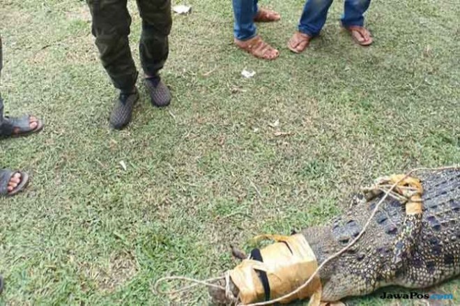 Buaya sepanjang 3 meter yang masuk ke saluran irigasi di Desa Talontam, Kecamatan Benai, Kabupaten Kuantan Singingi (Kuansing), Riau, ditangkap warga, Minggu (9/12). (Istimewa)