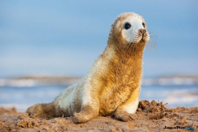 Bayi anjing laut seharusnya dilindungi bukan dibunuh dengan kejam (Mashable)