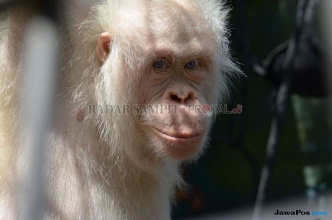 LEPAS LIAR: Kika dan Alba akan dilepasliarkan di wilayah kerja Seksi Pengelolaan Taman Nasional Wilayah II Kasongan, Kalimantan Tengah, Selasa (18/12) kemarin. (IST/RADAR PALANGKA)