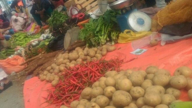Harga kentang rendah membuat petani kentang di Kerinci menjerit. Foto Gusnadi/JU