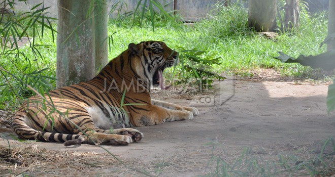 Harimau Sumatera dan Singa di Kebun Binatang Taman Rimba Jambi saat ini tengah Jomblo. Itu setelah kematian Ayu dan Hori. Pemprov Jambi akan mengkaji Taman Rimba dikelola swasta. Foto : M Ridwan / Jambi Ekspres      