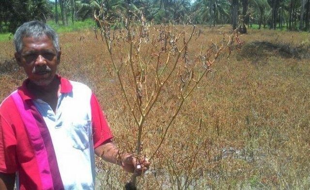 Petani champion cabai di Kulonprogo, Sukarman menunjukan salah satu tanaman cabainya yang tak lagi produktif. (Ist/JawaPos.com)