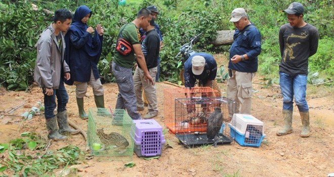 BKSDA melakukan pelepasliaran hewan yang dilindungi (9/2). 2 ekor Burung Elang Brontok, 3 ekor Kucing Hutan. Foto : Ist