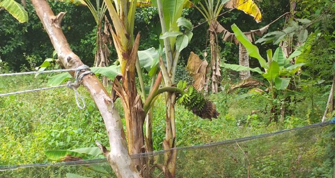 Tandan pisang yang tumbuh dari tengah batang. Foto : Hadinata / Jambiupdate