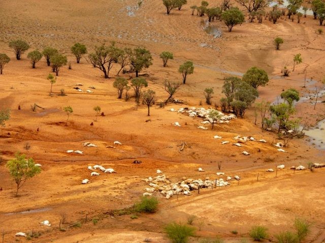 Banyak hewan ternak tewas akibat kekeringan parah dan disusul banjir di Australia (Jacqueline Curley)
