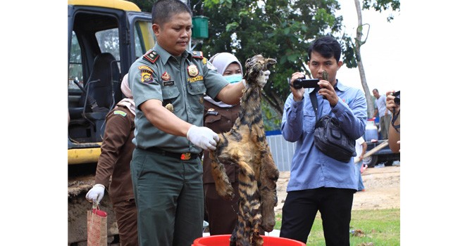 Petugas saat melakukan pemusnahan barang bukti kulit harimau yang sudah berkekuatan hukum tetap di Tempat Pembuangan Akhir (TPA) Talang Gulo, Kota Jambi, Senin (25/2). Foto : Ist