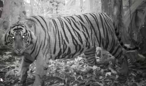 Harimau Sumatera. Foto : Ist