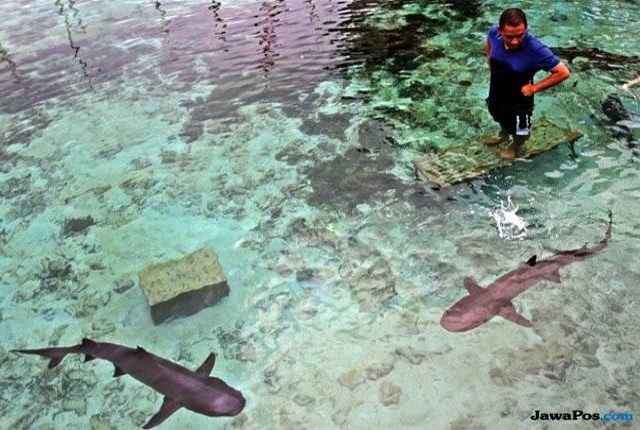 ILUSTRASI: Pengunjung berada di kolam yang ada ikan hiunya. Penangkaran hiu di Karimunjawa ada sejak 1963. (Nur Chamim/Radar Semarang/Jawa Pos Group)