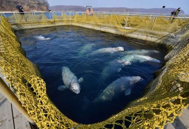 Mereka berencana untuk mengunjungi penjara paus di dekat Nakhodka. Terdapat 11 paus pembunuh (orca) dan 87 beluga di kandang di Teluk Srednyay (Getty)
