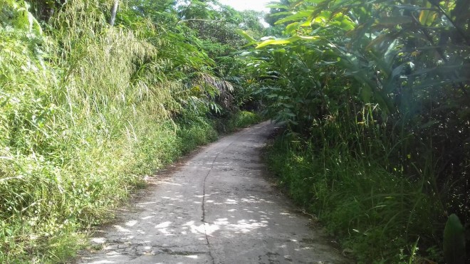 SEMAK BELUKAR: Kondisi sepanjang pinggir jalan di Desa Muara Cuban, Kecamatan Batangasai --tepatnya sepanjang Jalan Bukit Rayo, dipenuhi dengan semak belukar.