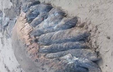 Makhluk aneh yang disebut hewan peliharaan Dajjal terdampar di Pantai Bunyu Kaltara. Foto : Prokal