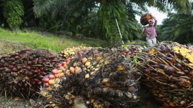 DIKELUHKAN: Petani kelapa sawit di KualaTungkal, Tanjabbar, saat ini mengeluhkan dengan jatuhnya harga jual kelapa sawit. 