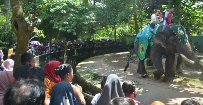 Kebun Binatang Taman Rimbo dipadati pengunjung sejak lebaran pertama hingga H+5 (8/6). Kemarin. Foto : M Ridwan / Jambi Ekspres