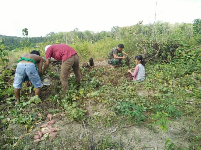Satgas TMMD Bantu Orang Tua Asuh Panen Ubi Jalar.