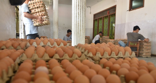 Pedagang tengah menyortir telur ayam untuk dijual. Foto : M Ridwan / Jambi Ekspres