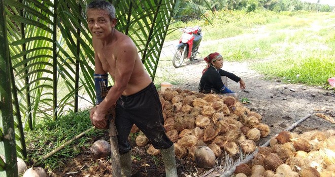 Petani kelapa di Tanjungjabung Barat, Tabrani, saat memperlihatkan kelapa hasil panen. (Inzert) Jumad mengupas kelapa. Foto : Dok Jambiupdate