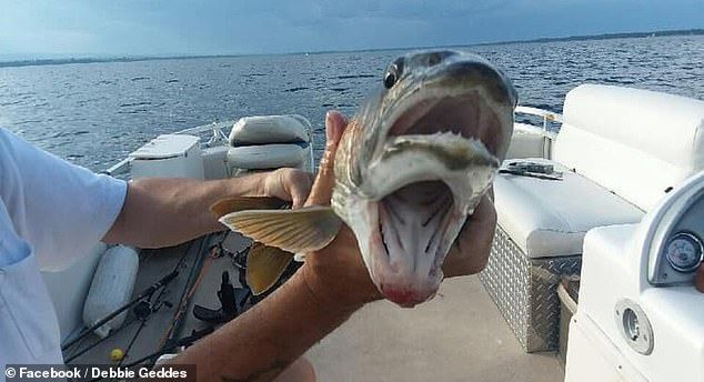 Debbie Geddes menggulung ikan dengan dua mulut di jalan-jalan di danau di bagian utara New York.