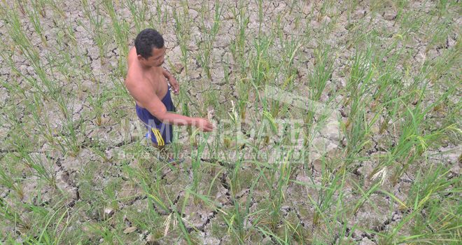 Ratusan Hektar Lahan Pertanian di Jambi Gagal Panen.