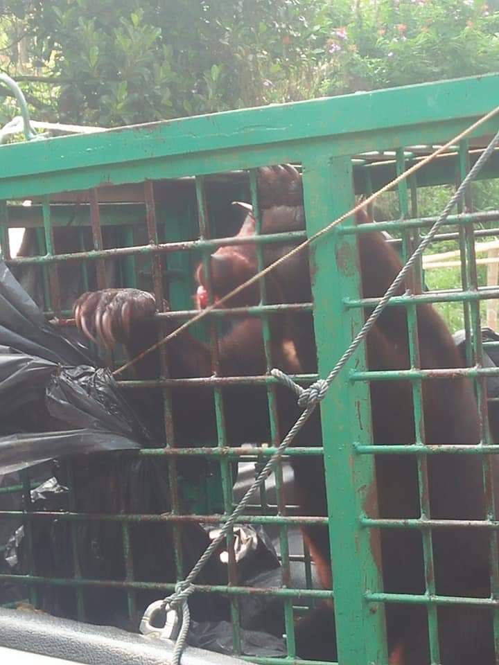 Seekor beruang madu yang sempat meresahkan warga Desa Sungai Ning dan Desa Sungai Jernih, Kecamatan Sungai Bungkal dan Pondok Tinggi, Kota Sungaipenuh.