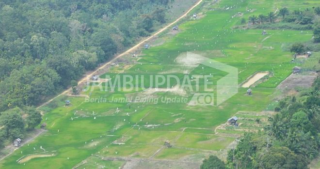 Kondisi lahan petani padi Kota Jambi saat kemarau. Foto diambil dari udara beberapa waktu lalu.