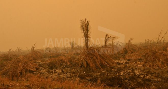 Kebakaran lahan di salah satu Kabupaten di Provinsi Jambi.