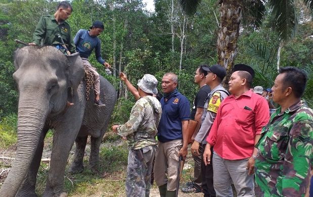 Merusak Kebun Warga di Batanghari, Tiga Ekor Gajah Dievakuasi ke Bukit 30.
