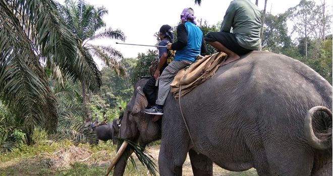 BKSDA Jambi melakukan penyelamatan 3 ekor gajah Sumatera Jantan di Kecamatan Mersam, Kabupaten Batanghari.

