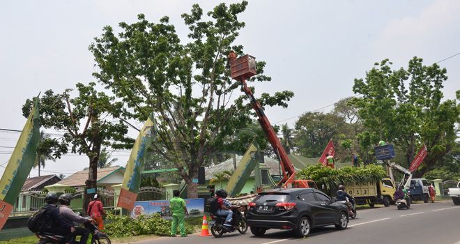 Petugas DLH Kota Jambi melakukan pemangkasan pohon di Jalan Gajah Mada Jelutung.

