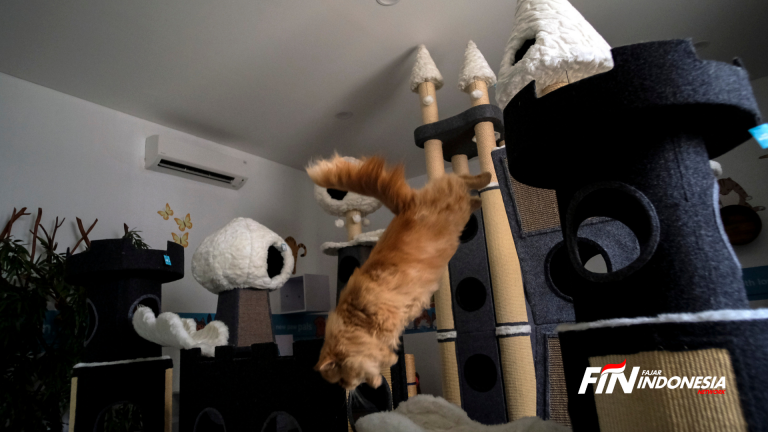 Sekor Kucing terlihat meloncat dari permainan yang di sediakan hotel petshop Kingdom, Kawasan Alam Sutra, Tangerang, (31/5/2019).