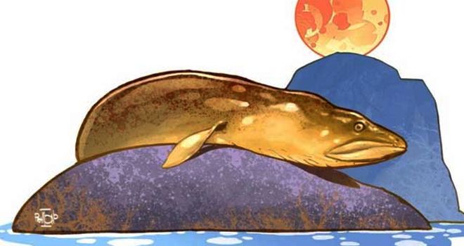 Ilustrasi ikan sidat raksasa di Bendungan Sempur. 
