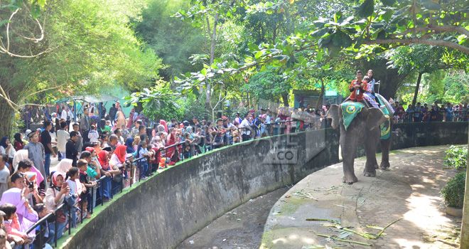 Terlihat pengunjung yang sedang melihat satwa Kebun Binatang Taman Rimba Jambi.