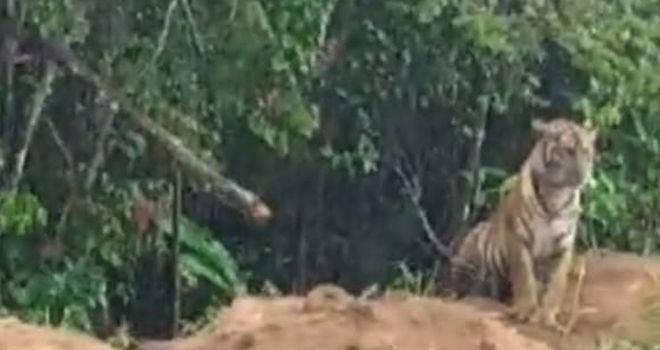 kemunculan Dua ekor harimau ini terjadi pada, Kamis sore (03/04). Akibatnya, warga saat ini takut untuk menuju keladang yang ada diwilayah Gunung Raya.
