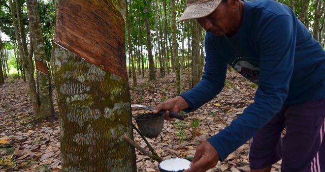 Ditengah wabah Covid-19, petani kesulitan untuk menjual karet ke perusahaan. Untuk itu, Pemerintah mengambil kebijakan pabrik karet tak boleh tutup.