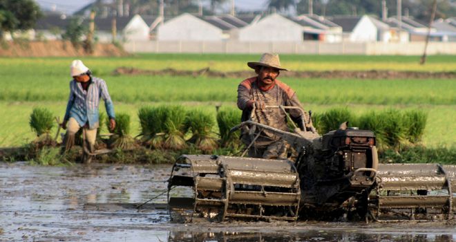 Faisal R Syam / FAJAR INDONESIA NETWORK. PETANI BANTEN LAHAN & LADANG MENIPIS: Nampak seorang petani tengah membajak sawahnya yang dikepung pembangunan cluster perumahan dikawasan Mauk Sepatan Tangerang. Lahan pertanian di wilayah Tangerang saat ini semakin menipis karena banyaknya pembangunan pemukiman.